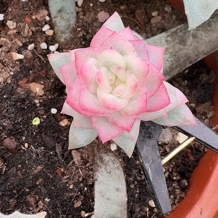 模特冰月亮锦一物一拍