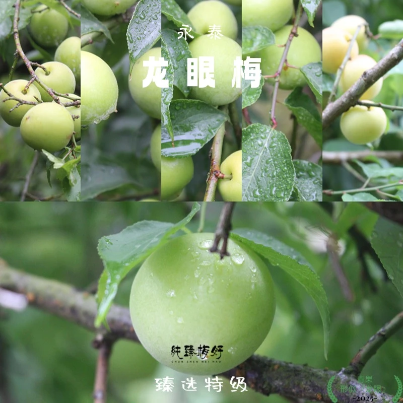【顺丰】龙眼梅正宗永泰新鲜龙眼梅泡酒酵素酸梅鲜果现摘5斤青梅果