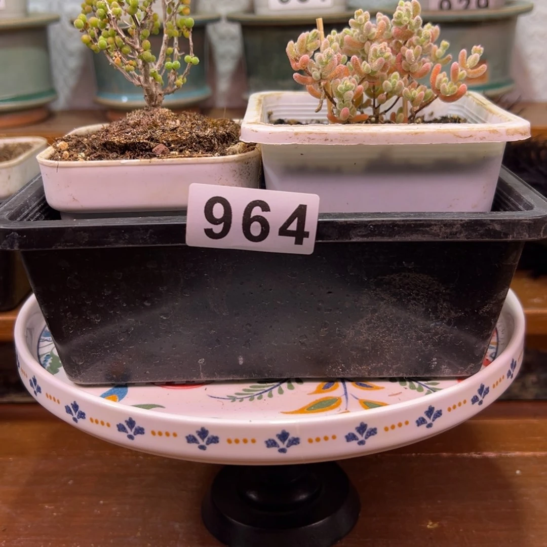 枝干番杏大吉大利964