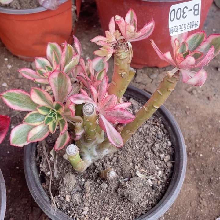 300魅影有砍根少多肉