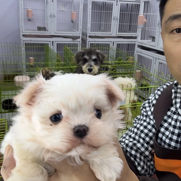 马尔济斯粉丝福利