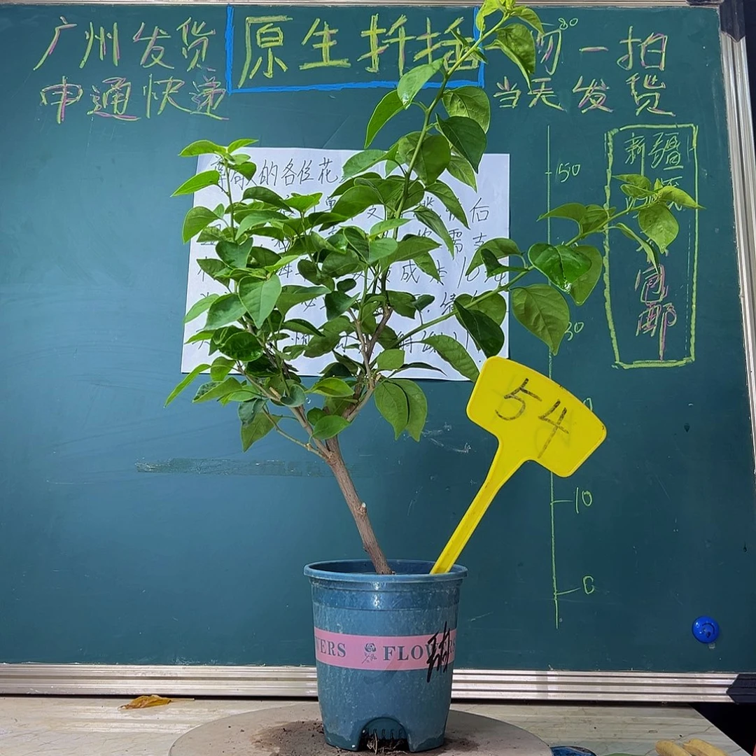 当前无花栽培后可以开花 福利 甜西瓜 54