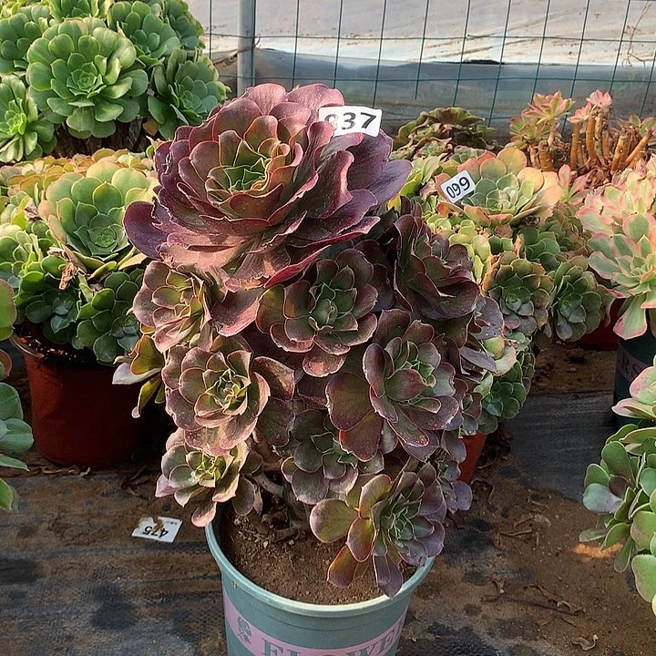 不周正魅金玫瑰837号