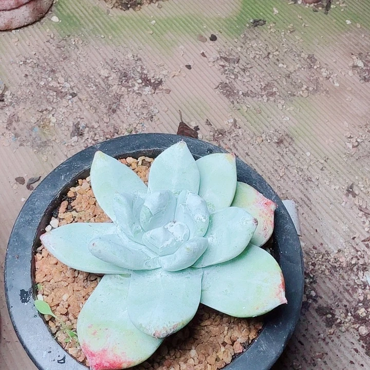 6356牡丹苹果叶多肉