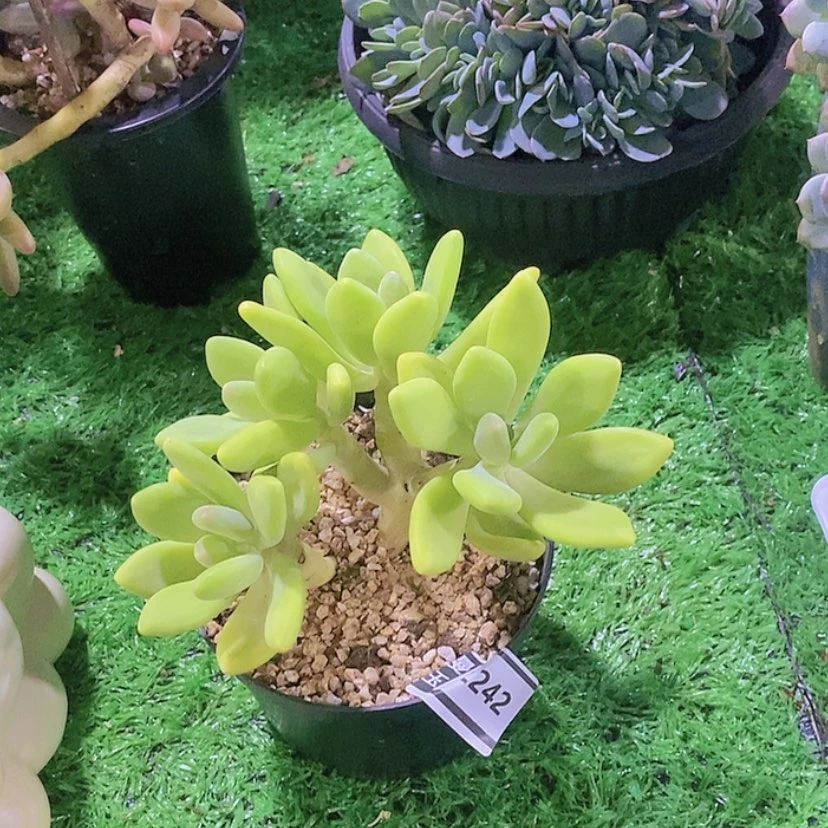 【闪购商品】金蝉美人2242