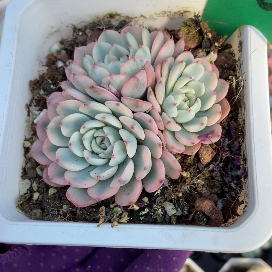 3010忌廉锦多肉植物