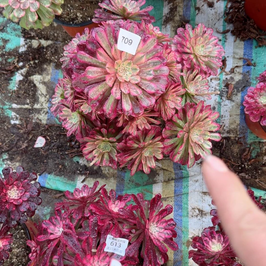 祝融法师多肉709