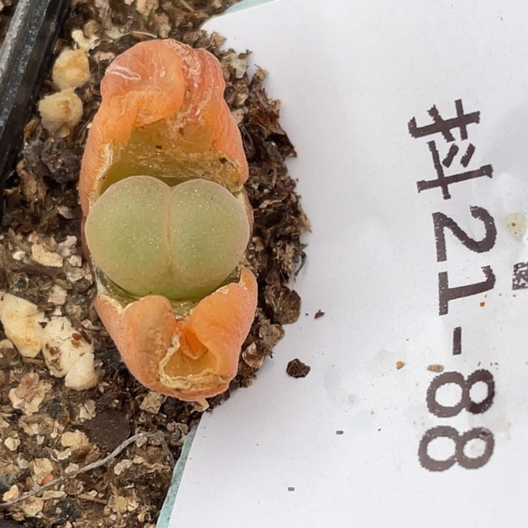 21-88红风铃多肉植物