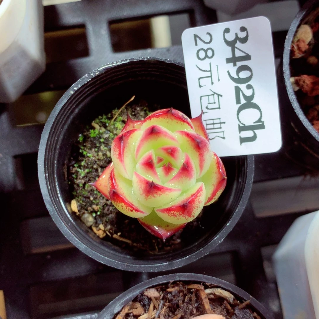 5厘米盆精控多肉3492