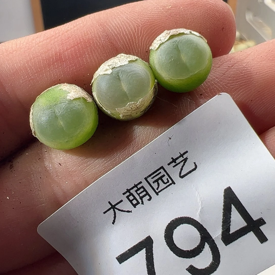 一物一拍。         794