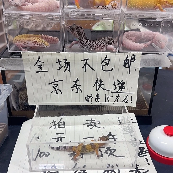 豹纹守宫很烦很烦不烦你呢