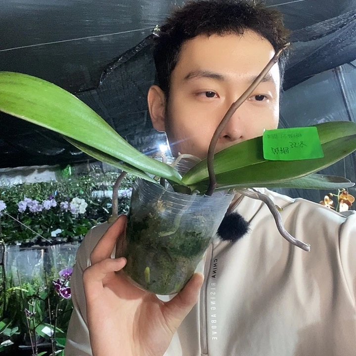 无花朵皇袍蝴蝶兰