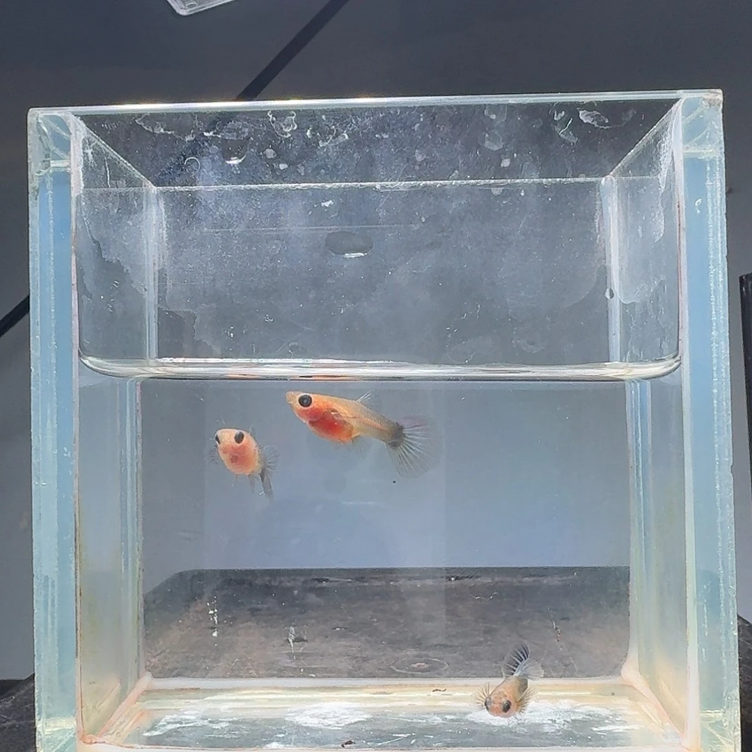 孔雀鱼1公2母黄肉玻璃猫