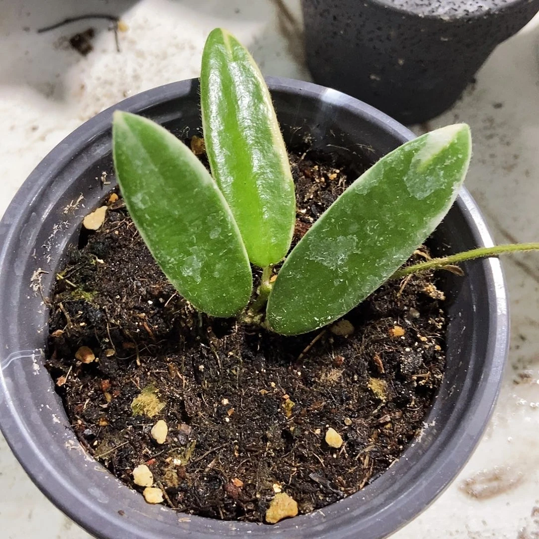 完全开放香花外锦35