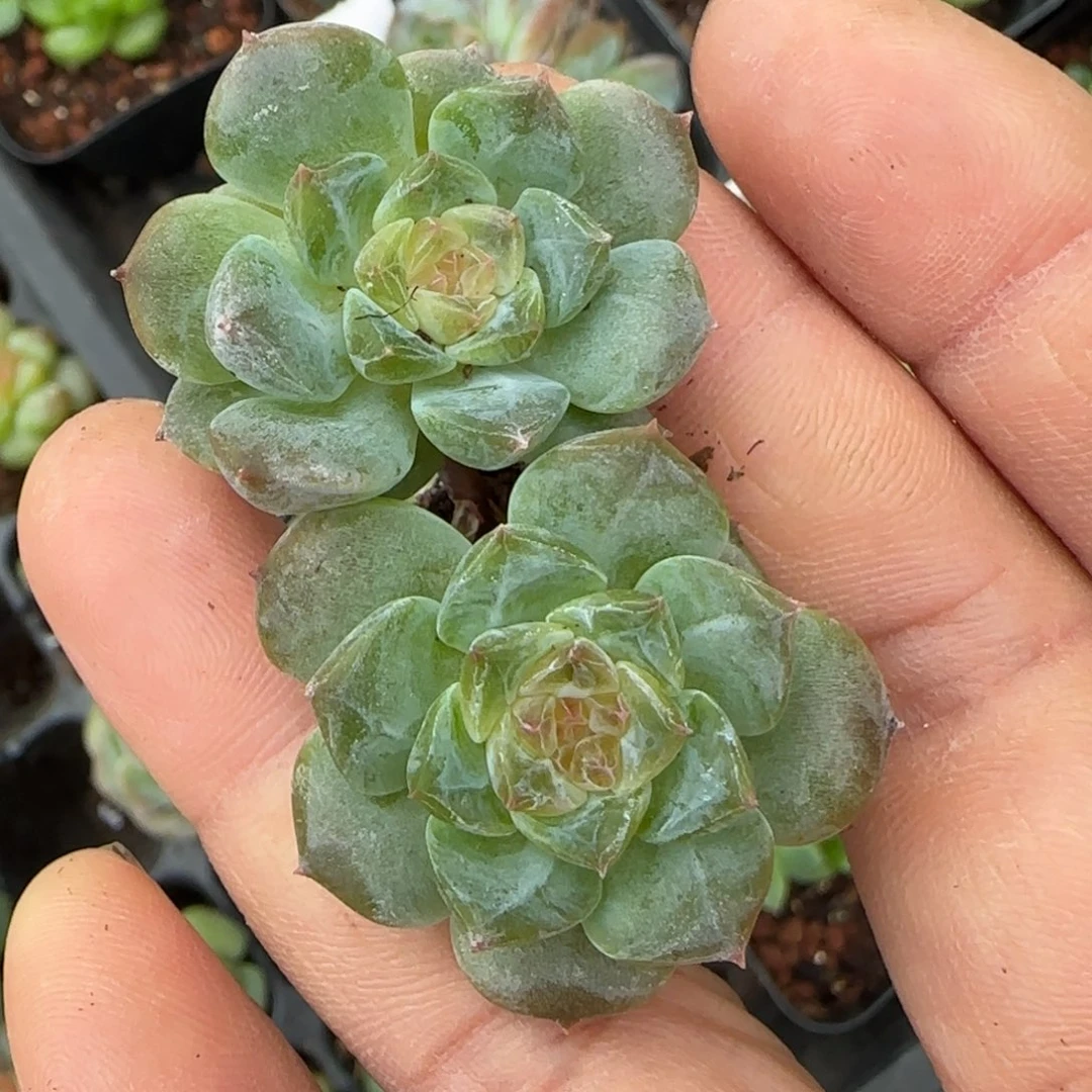 小卡拉米糖心一物一拍24-33