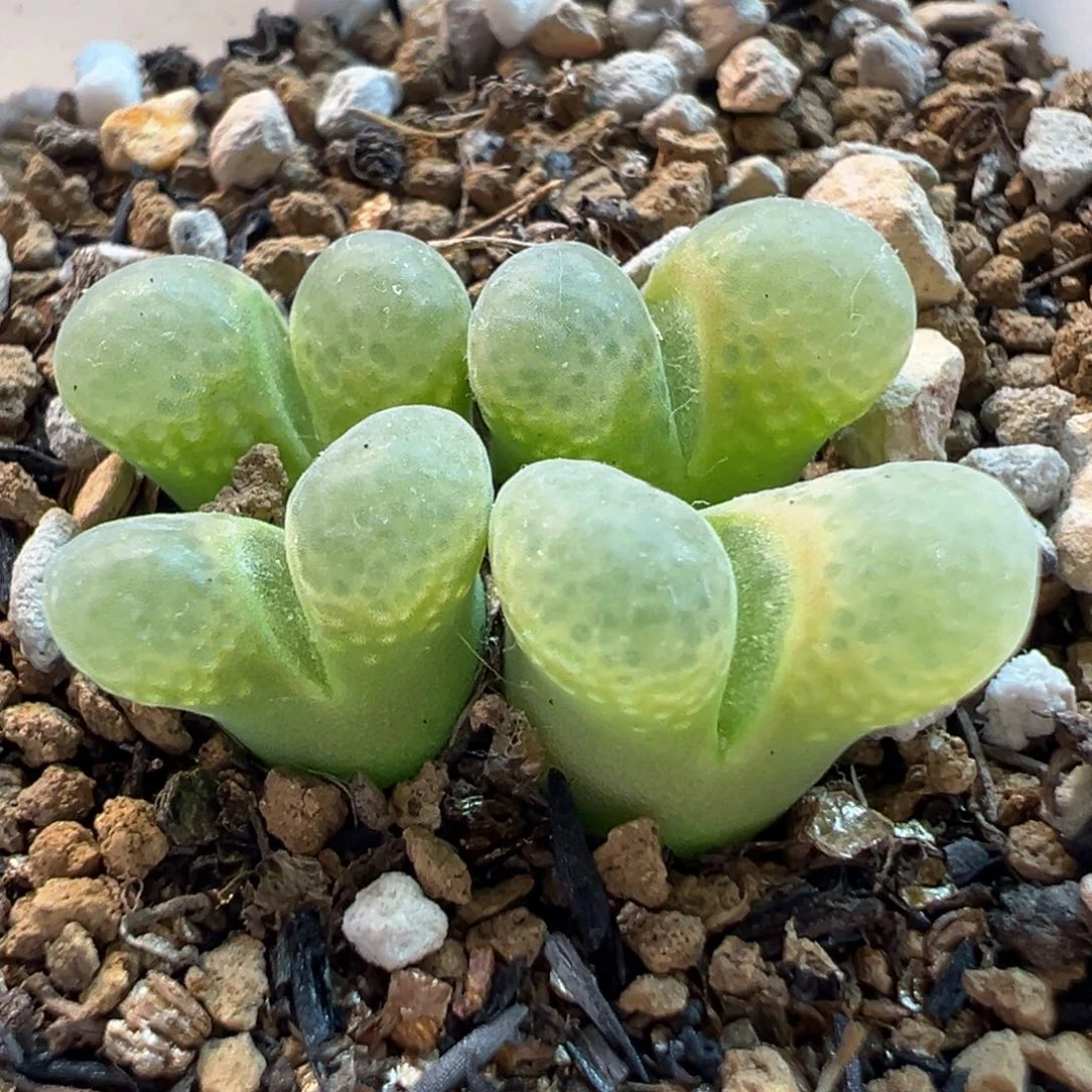 2511多肉植物种类多样