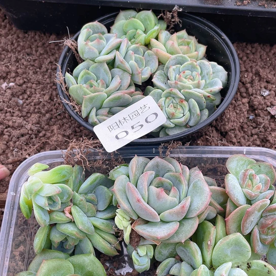 设***～多肉植物多肉植物50