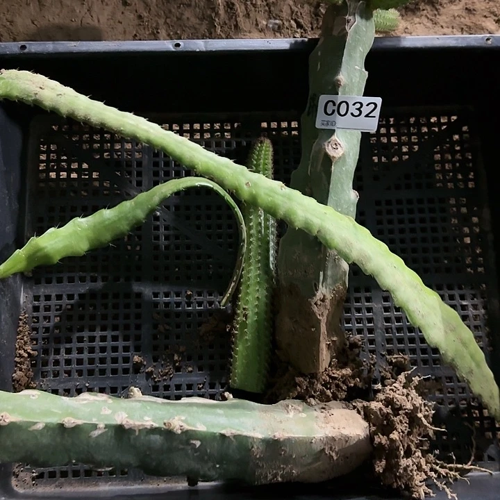 凯**婆清货令箭荷花金妞032