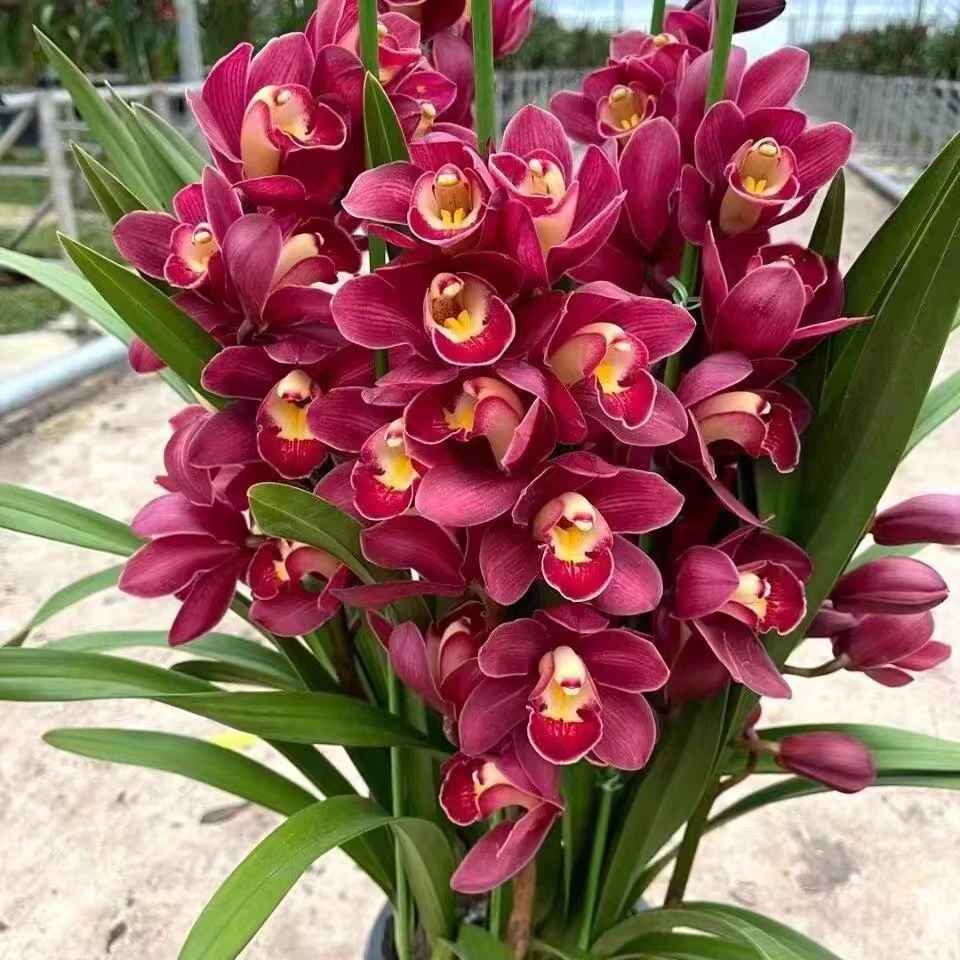 特 A 级【红宝石】大花蕙兰年宵花红花浓香型好养活室内阳台兰花