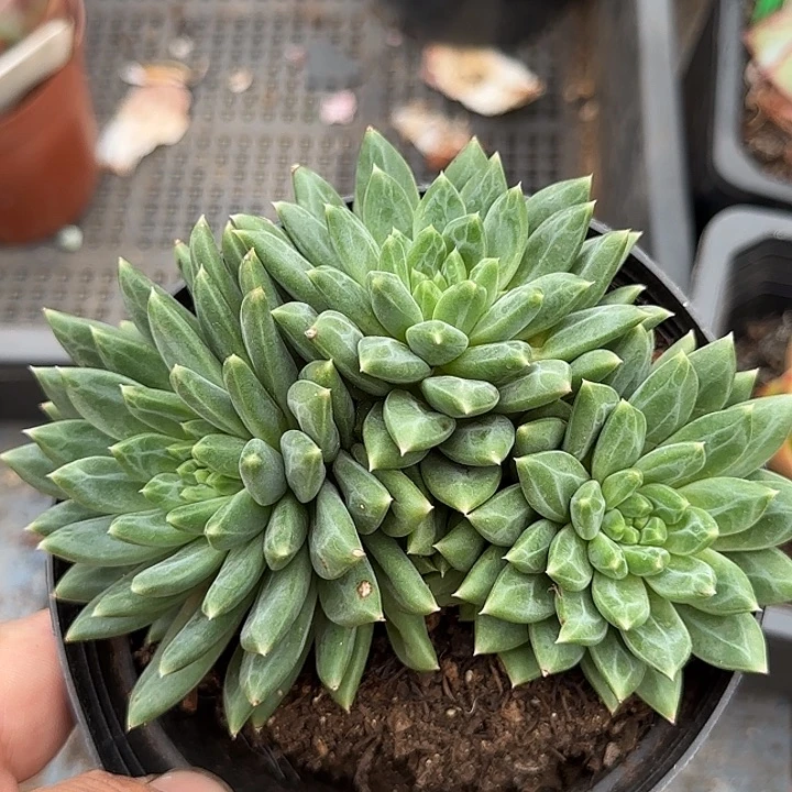青花瓷惊鸿一物一拍包装收缩花旱
