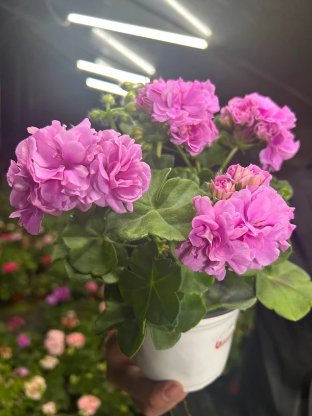 大汉196 垂钓天竺葵