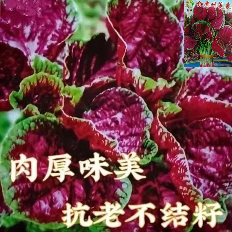 红苋菜种子圆叶速生蔬菜种子汗菜籽阳台庭院超耐热蔬菜种籽