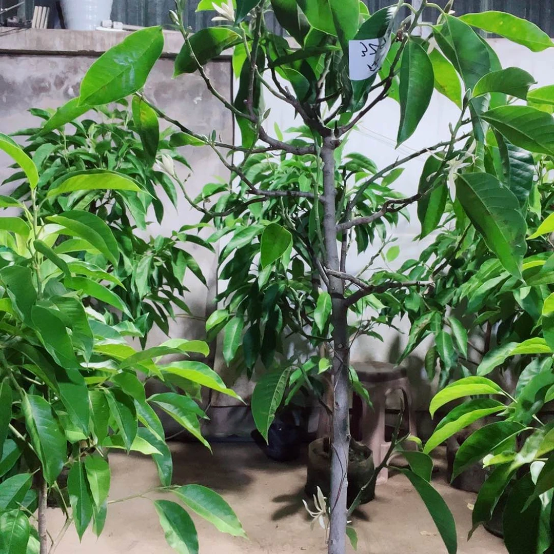 无花朵白兰花1111