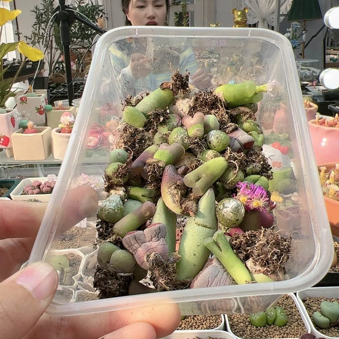 【闪购商品】63 清盒