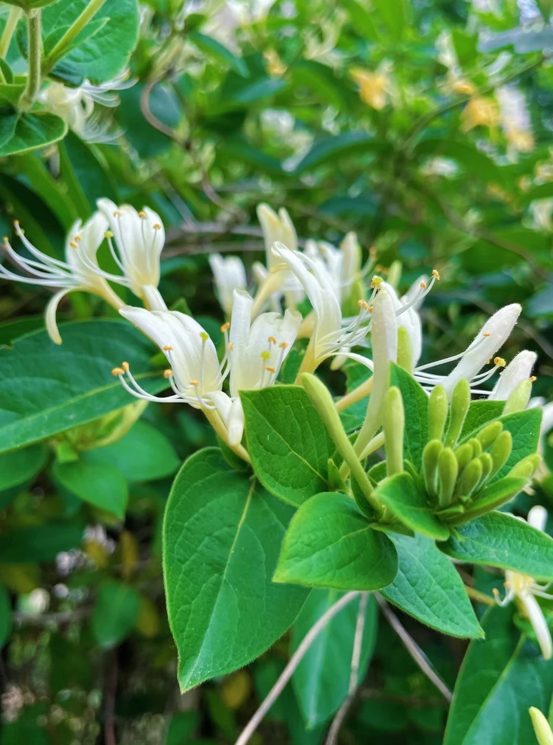 金银色金银花盆栽地栽南北方均可种植