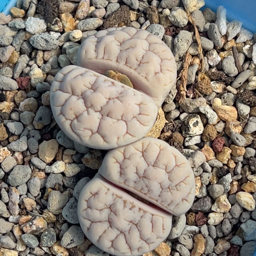 7931双头凹凸189一颗