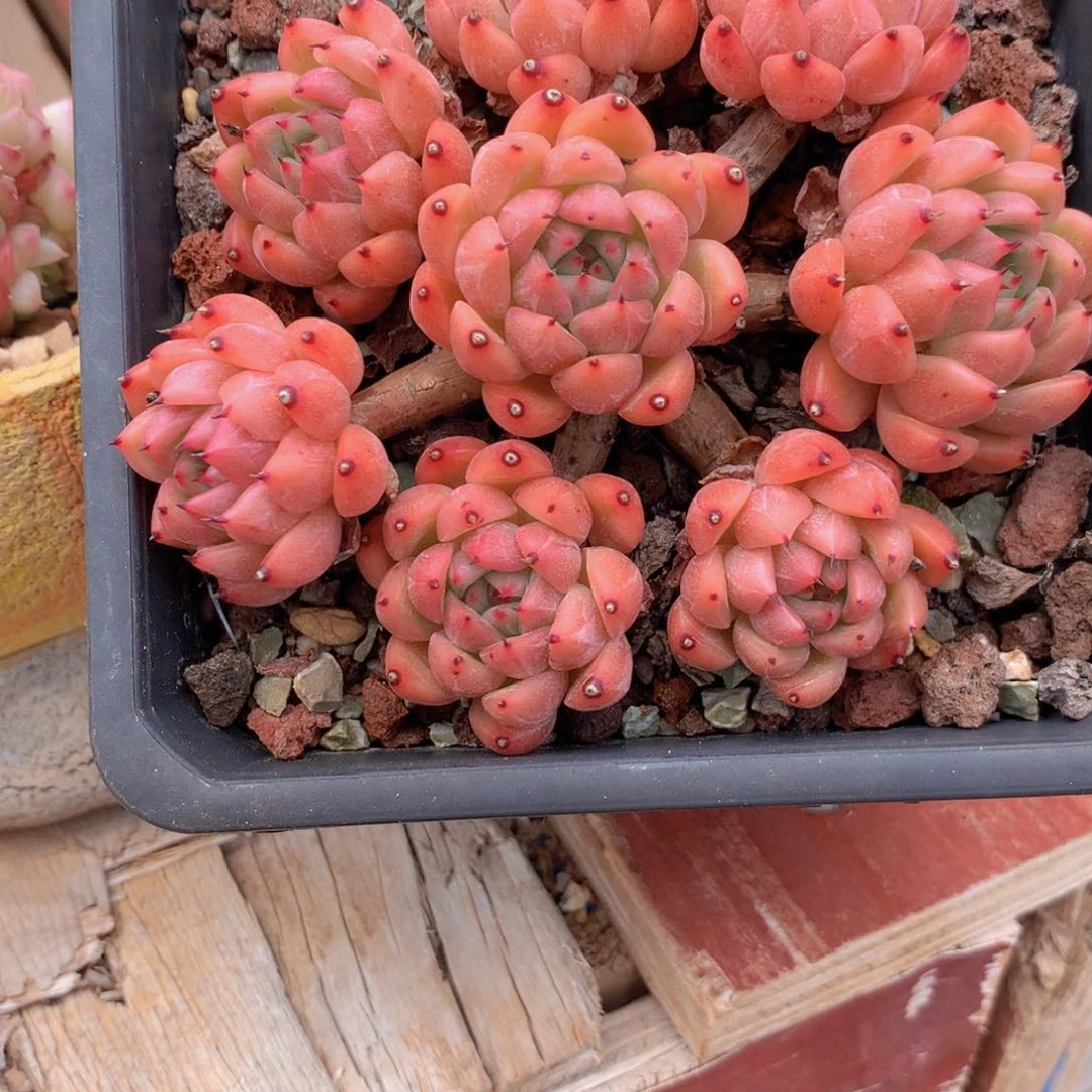 多肉乐园樱花子路