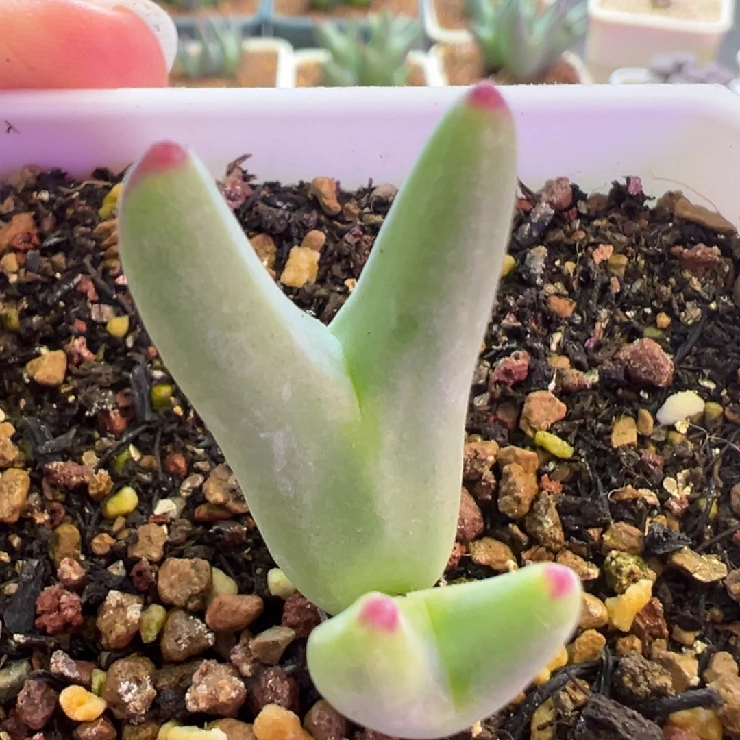 尖儿皮卡丘 肉锥植物