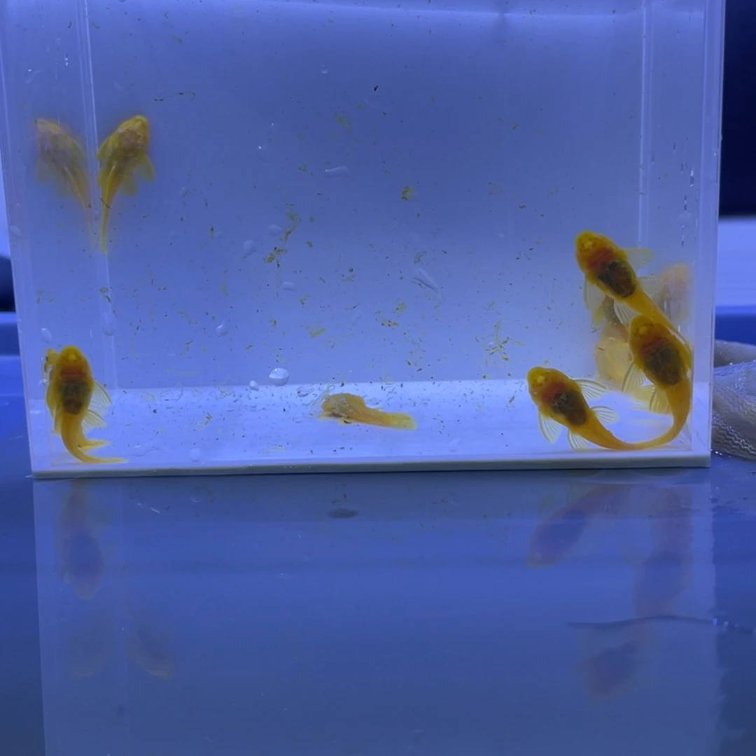 孔雀鱼胡子十条开箱视频报损