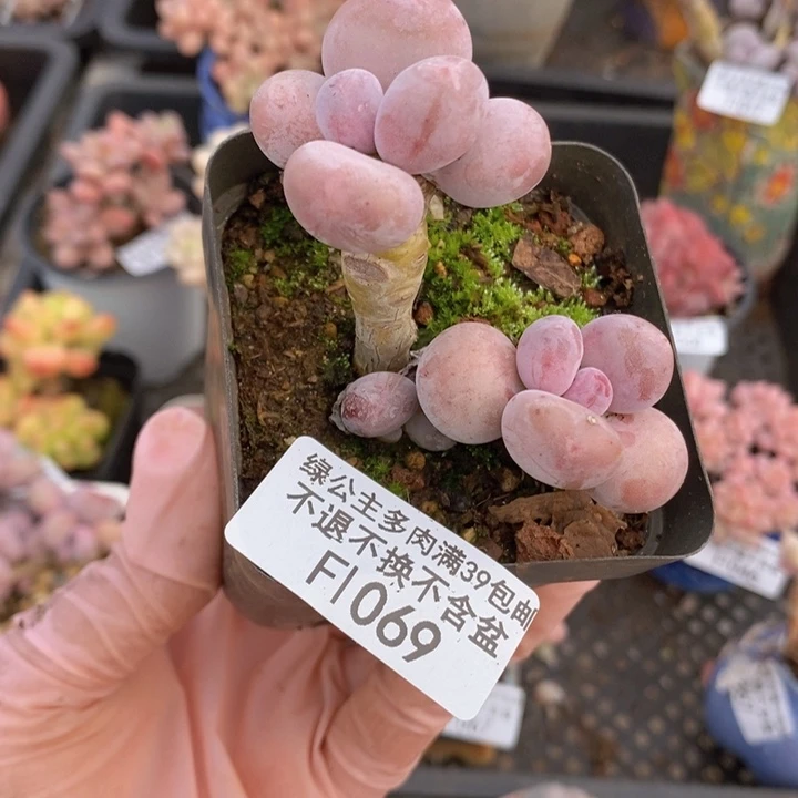 蛋黄奶1069多肉植物