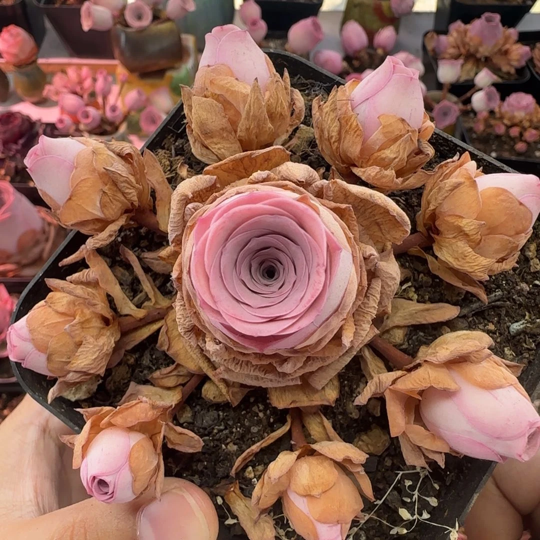 Y992半城玫瑰情澜