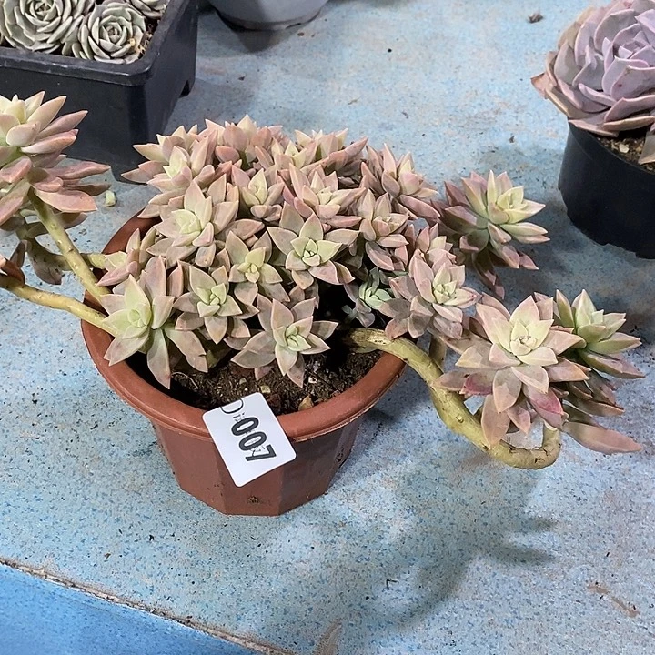 罗***棋007橙色恋人多肉植物