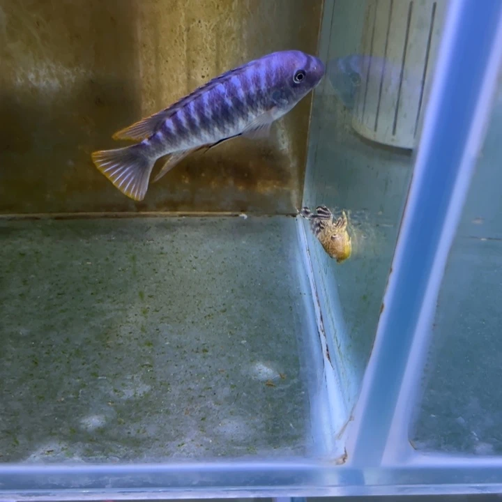 海水鱼三湖慈鲷，热带淡水鱼