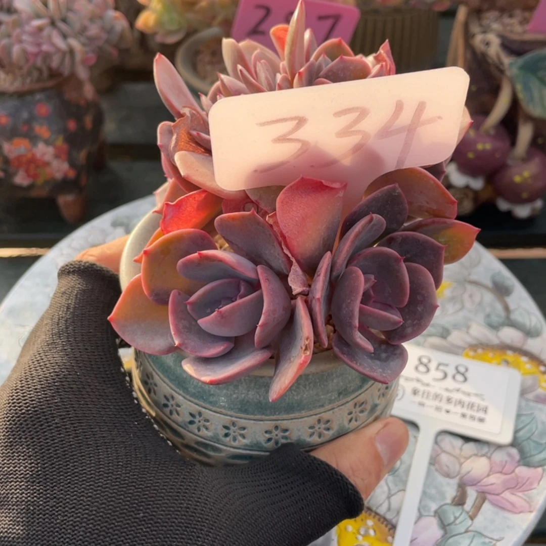 【闪购商品】紫*尘埃334