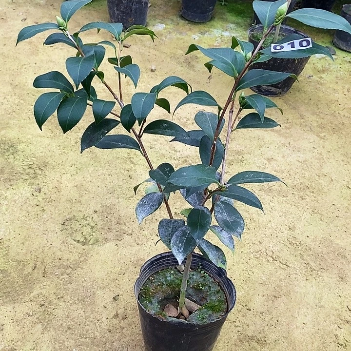 无花朵酒盅花。