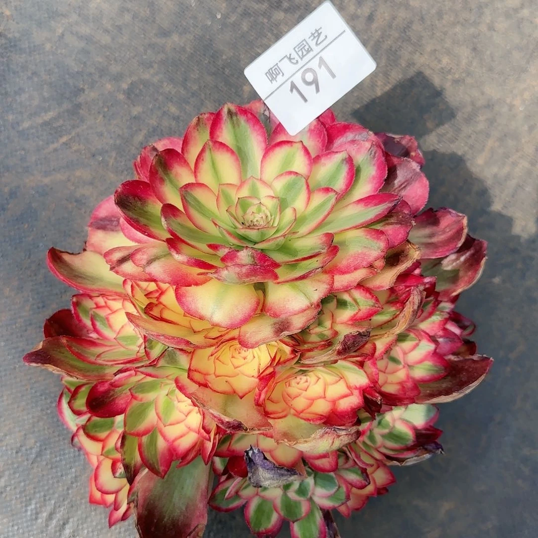 191多肉 荔枝捧花