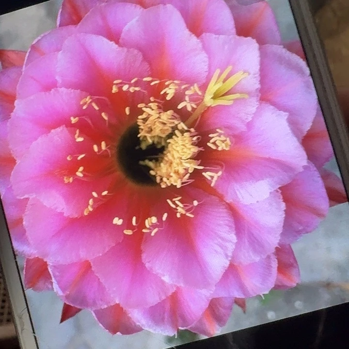 花季少女侧芽5公分左右毛花柱（20包邮）