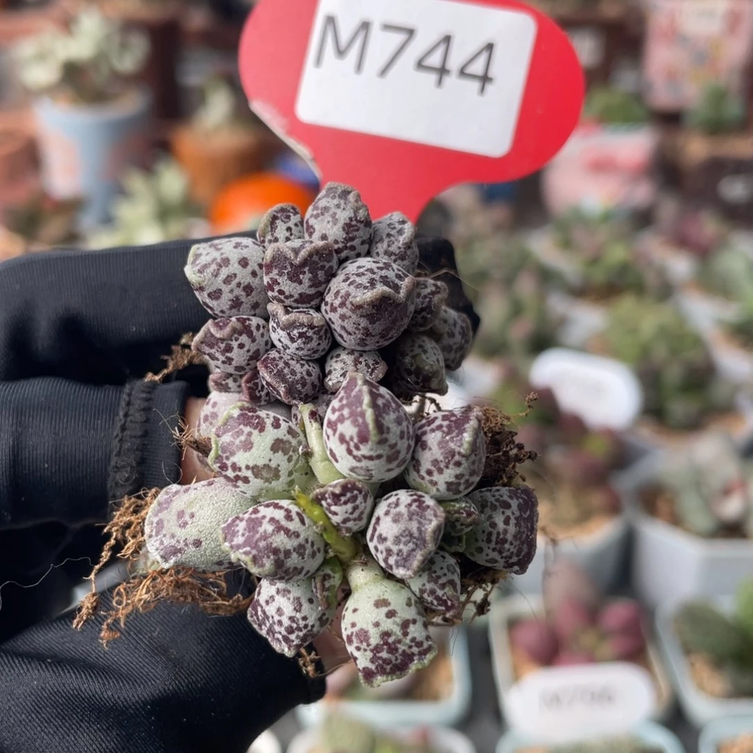 ?****睦     海豹。 744。