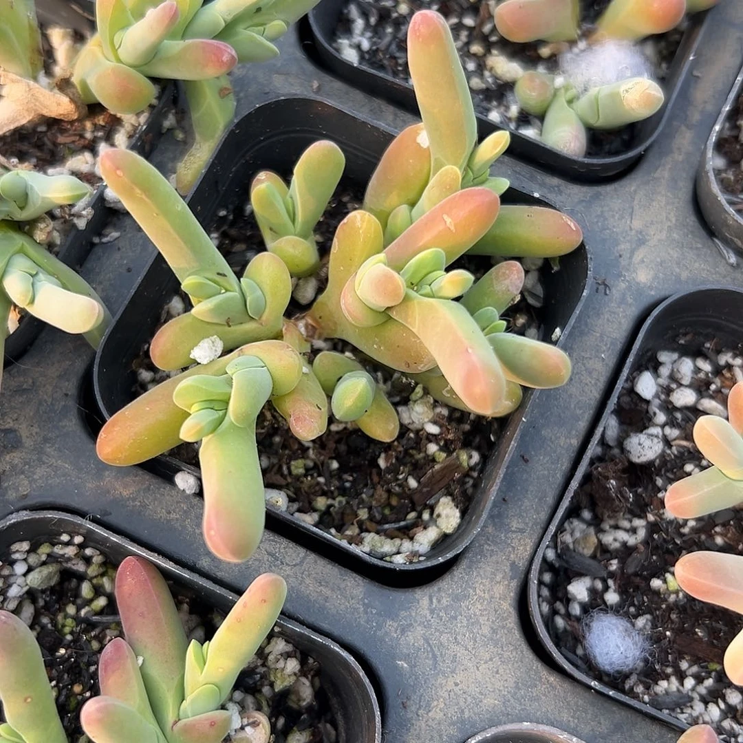 多肉植物小鲨鱼群