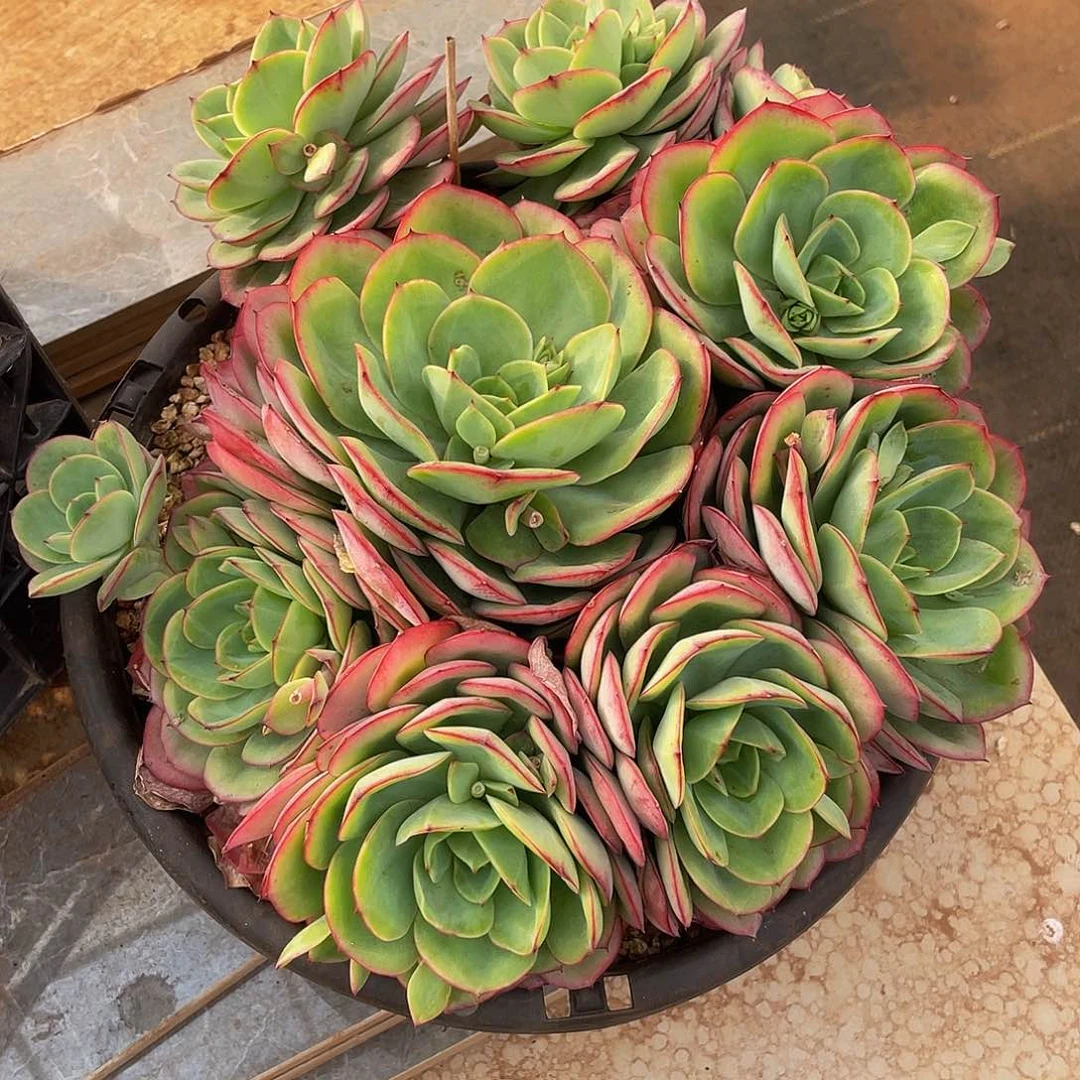 牡丹亭多肉多肉多肉