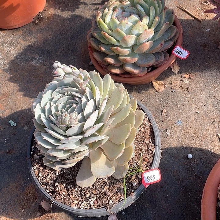 864加865两颗 一物一拍多肉