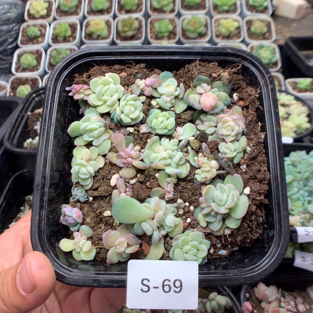 无花朵S69英语英语