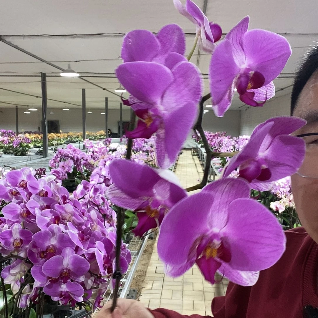 完全开放情人2号3.0无花苞