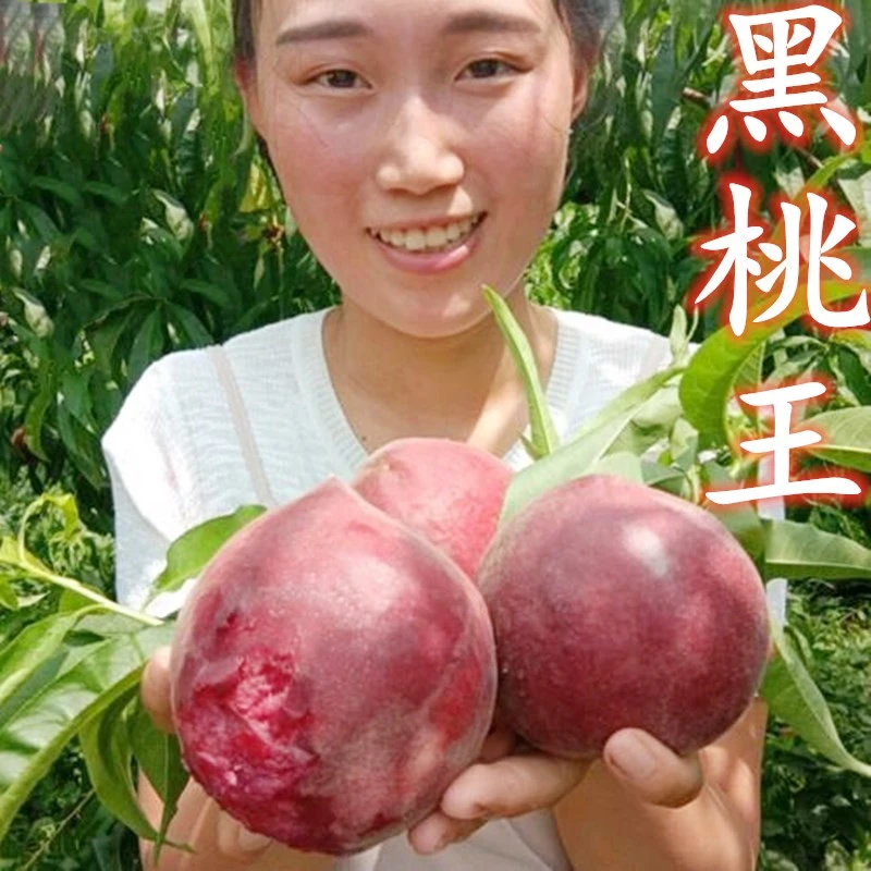 直播间一物一拍超大冬桃苗早晚熟桃树种苗庭院阳台种植果树苗耐寒