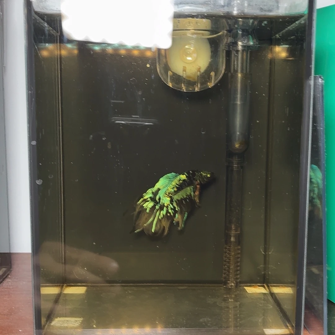 斗鱼暗黑半月公鱼
