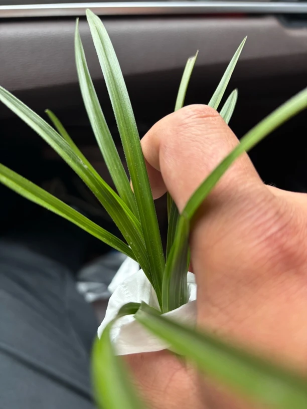 观赏兰花一物一拍私自下单不发货